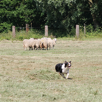 schapen4.jpg